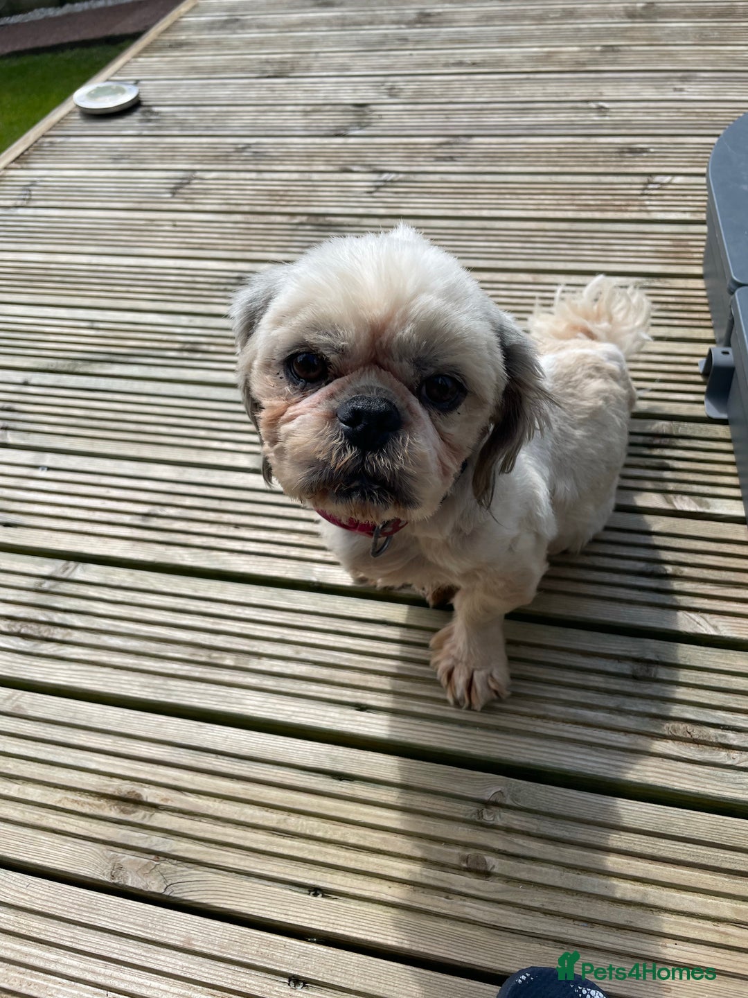 Shih Tzu dogs for stud: KC registered stud dog in Cullompton - Image 14