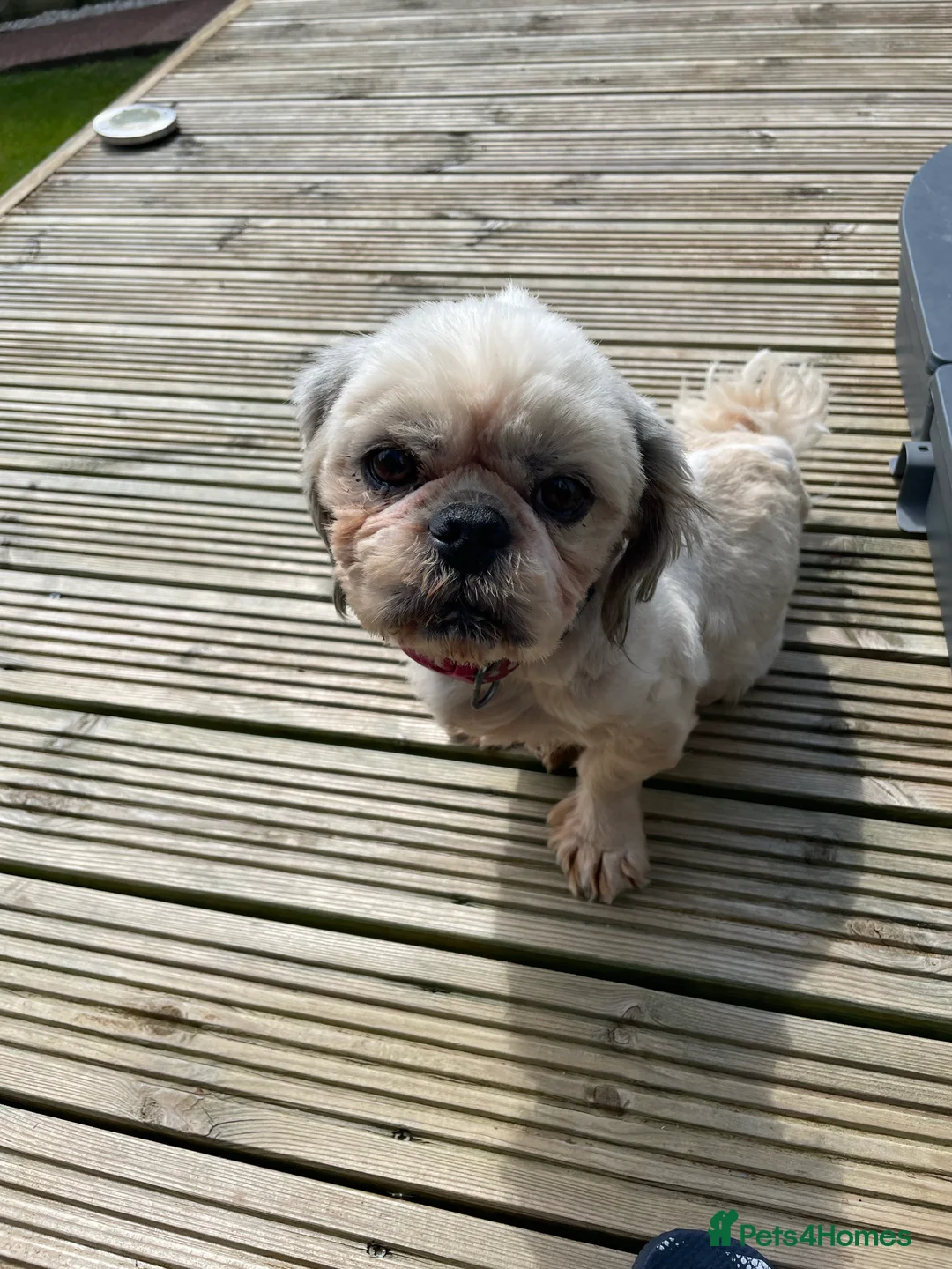 Shih Tzu dogs for stud: KC registered stud dog in Cullompton - Advert 14