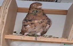 Pigeons birds for sale: Almond tumblers for sale  - Image 3