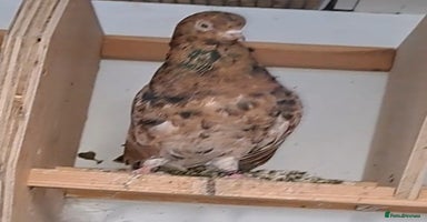 Pigeons birds - Advert 6