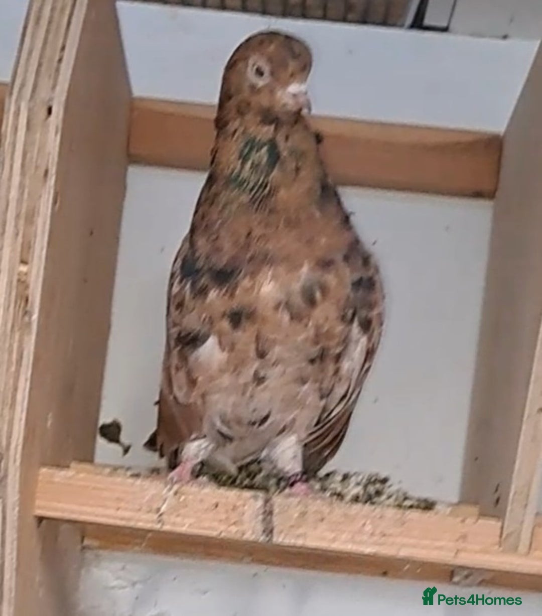 Pigeons birds for sale: Almond tumblers for sale  - Image 3