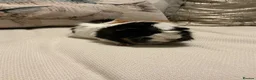 Guinea Pig rodents for sale: Morse the gorgeous male Guinea pig  in Telford - Advert 2