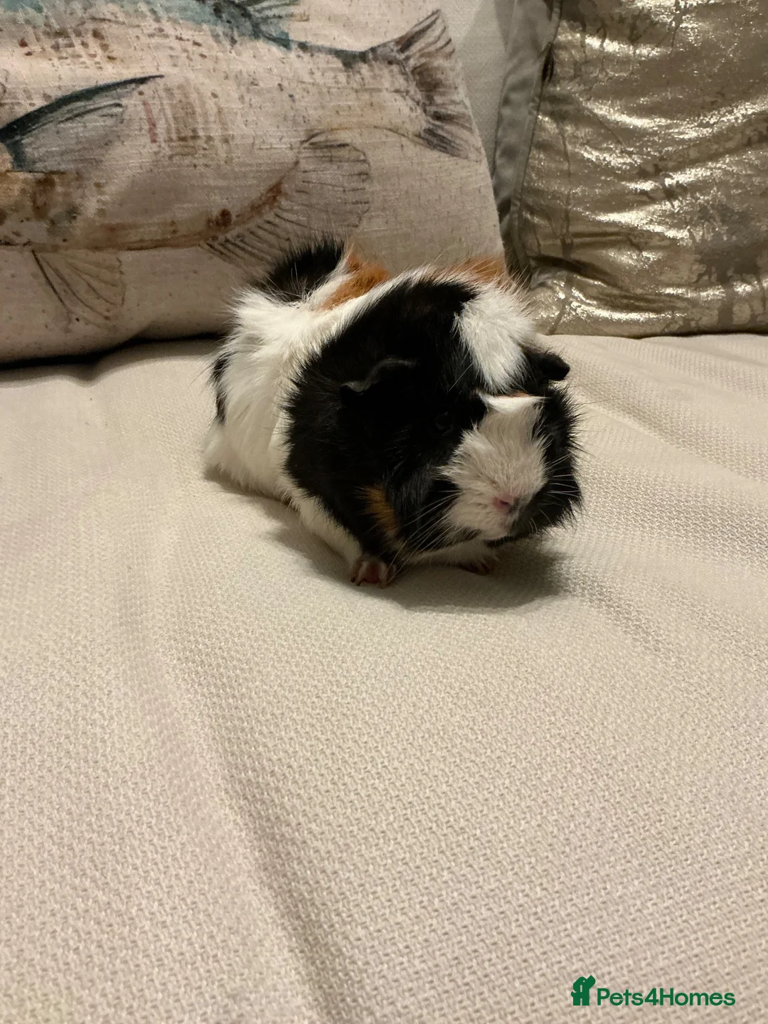 Guinea Pig rodents for sale: Morse the gorgeous male Guinea pig  in Telford - Advert 2