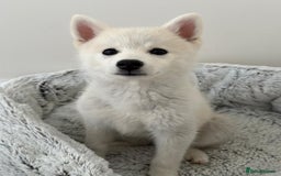 Pomsky dogs for sale: Vergil - Image 17