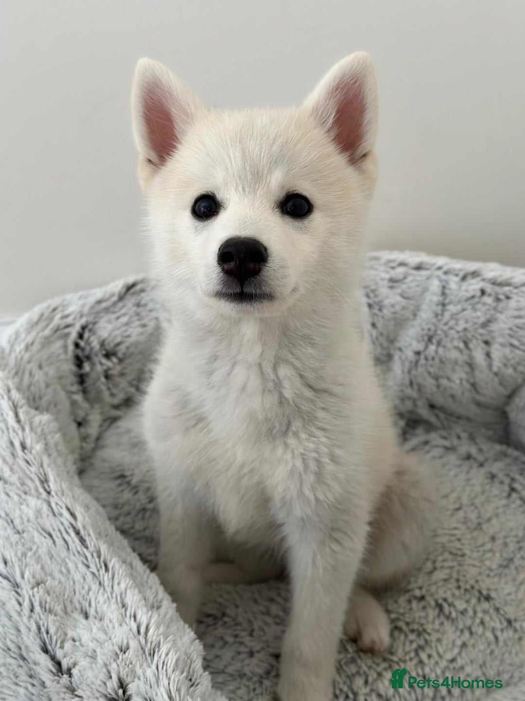Pomsky dogs for sale: Vergil - Image 17