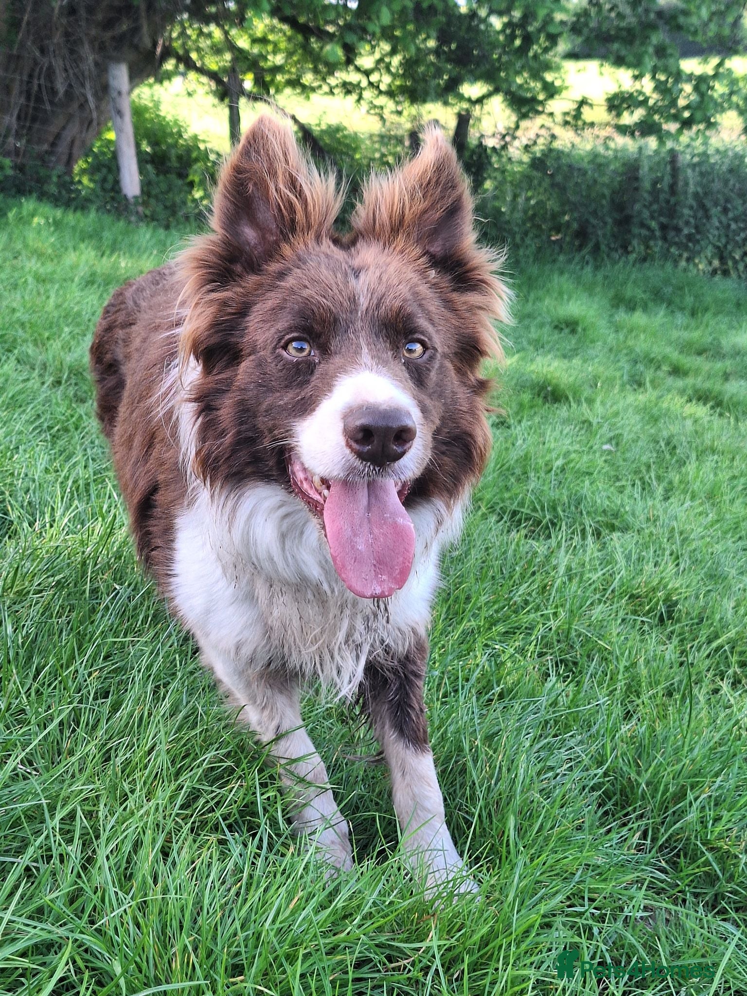 Border Collie dogs Beautiful fluffy Collie Pups for Sale - Advert 2