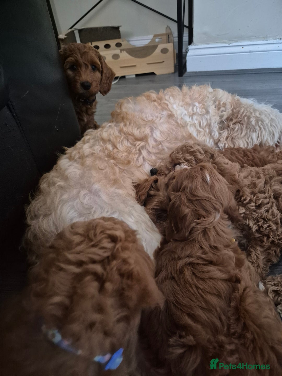 Cockapoo dogs for sale: Gorgeous Cockapoo For Sale - Image 23