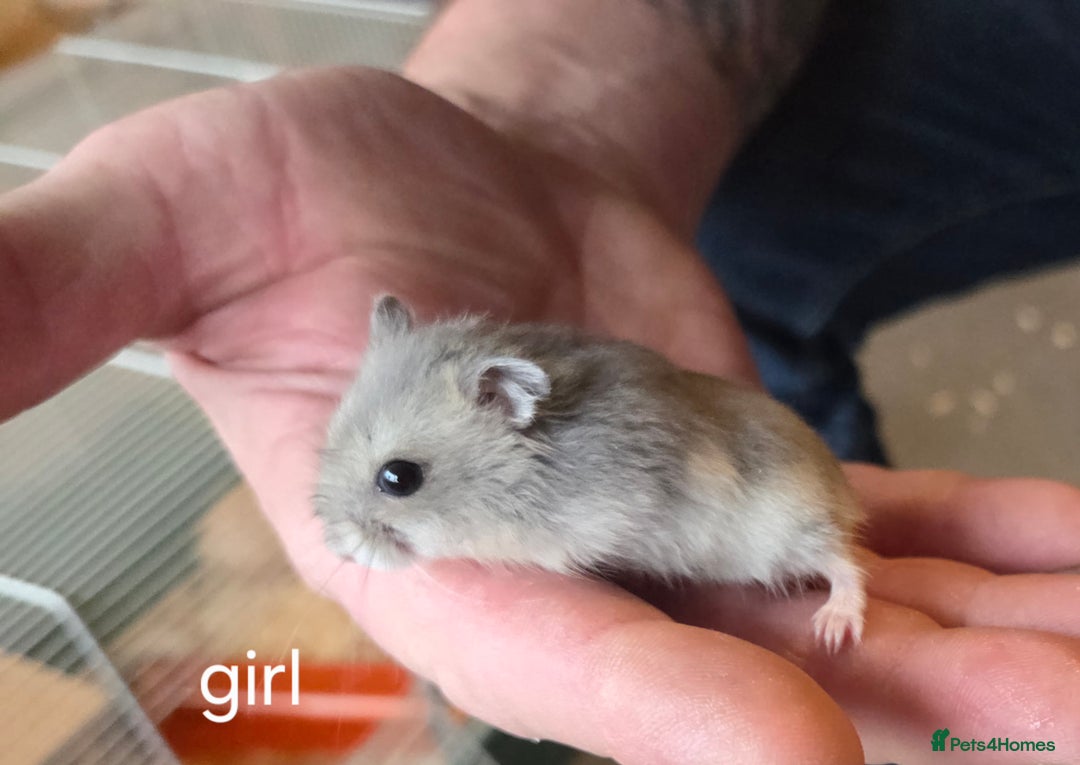 Hamster rodents for sale: Russian dwarf hamsters - Advert 4