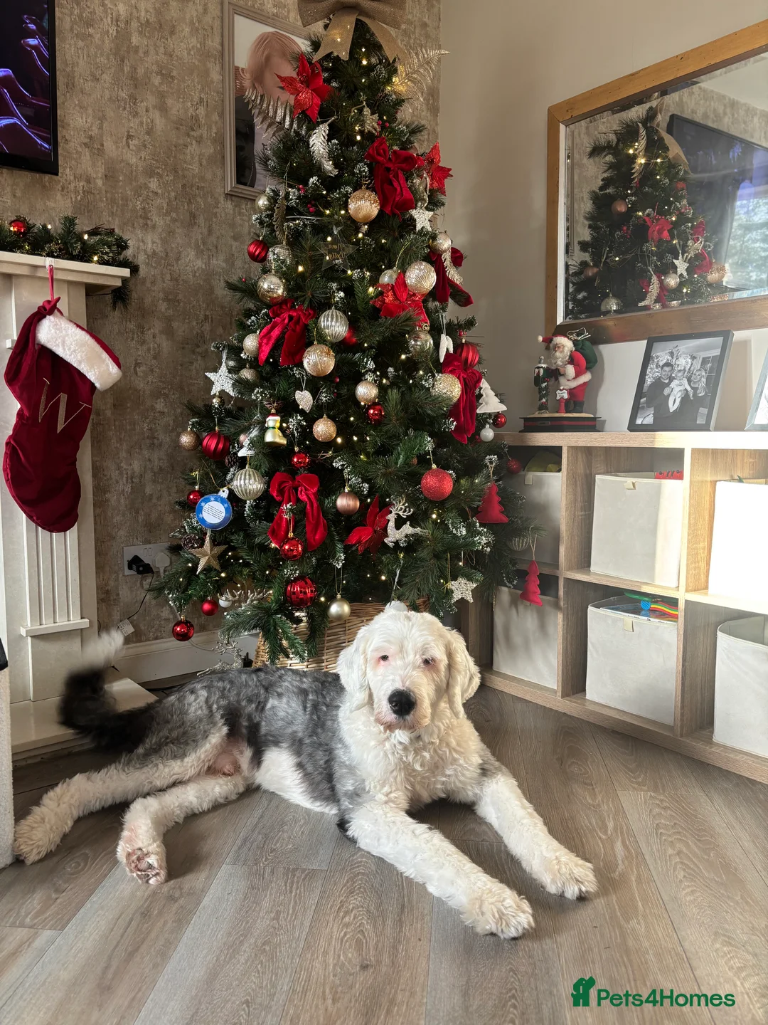 Mixed Breed dogs for sale: Baxter - Old English Sheepdog/Springer Spaniel  - Advert 2