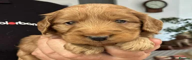 Cockapoo 1