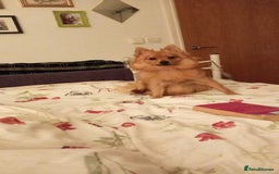 Mixed Breed dogs for sale: Pomeranian x Yorkshire Terrier - Image 4
