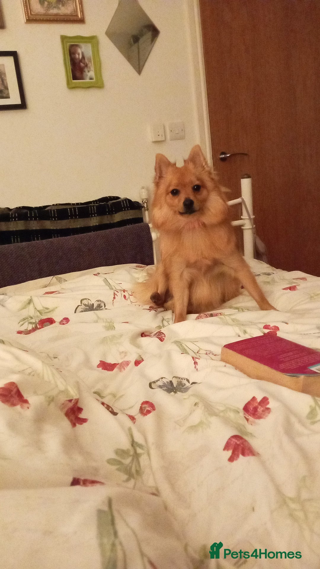 Mixed Breed dogs for sale: Pomeranian x Yorkshire Terrier - Image 4