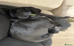 Springador dogs for sale: Beautiful springadors in Boston - Image 4