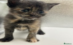 Maine Coon cats for sale: Main coon X  - Image 11