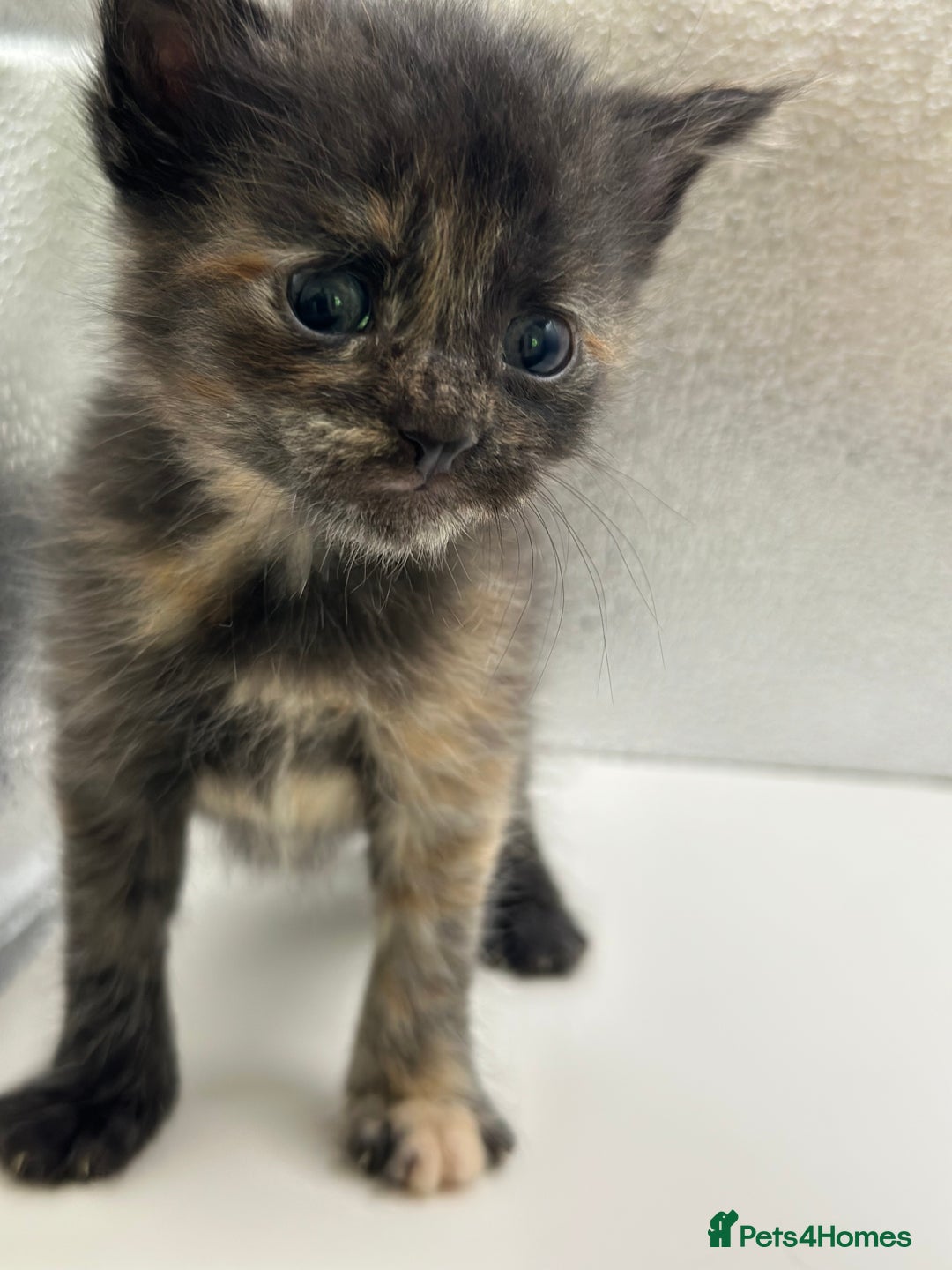 Maine Coon cats for sale: Main coon X  - Image 11