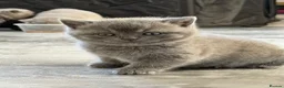 British Shorthair cats for sale: British shorthair kittens for sale  - Advert 4