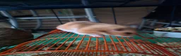 Hamster rodents for sale: Friendly Syrian Hamster – Healthy & Well Handled in Windsor - Advert 6