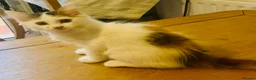 Norwegian Forest Cat cats for sale: Gorgeous Norwegian forest x kittens - Advert 7