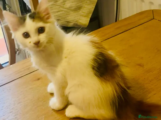 Norwegian Forest Cat cats for sale: Gorgeous Norwegian forest x kittens - Advert 2