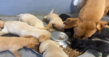 Labrador Retriever dogs - Advert 16