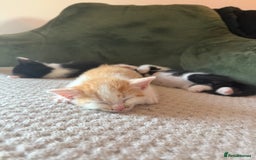 Oriental cats for sale: The Cutest Babies Hand Reared From 2 Weeks - Image 9