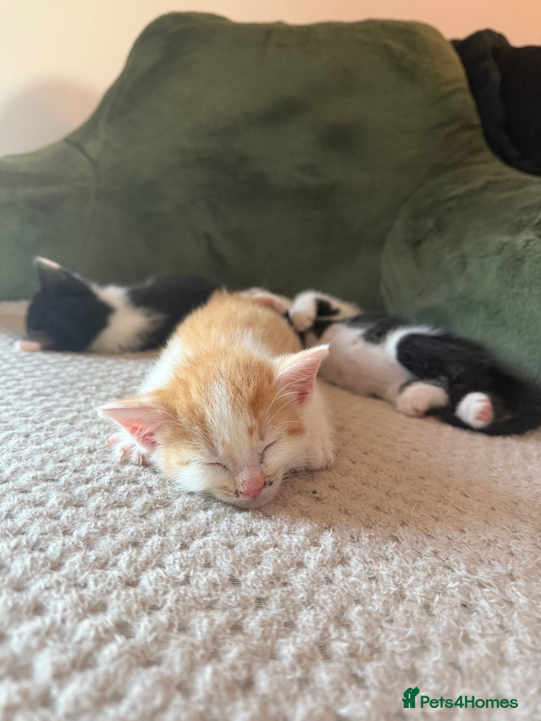 Oriental cats for sale: The Cutest Babies Hand Reared From 2 Weeks - Image 9