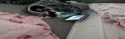 Mixed Breed cats for sale: Kitten - last girl  in Telford - Advert 3
