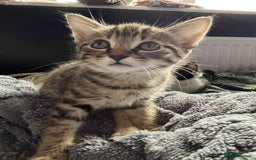 Mixed Breed cats for sale: Beautiful Kittens Looking for forever homes - Image 5