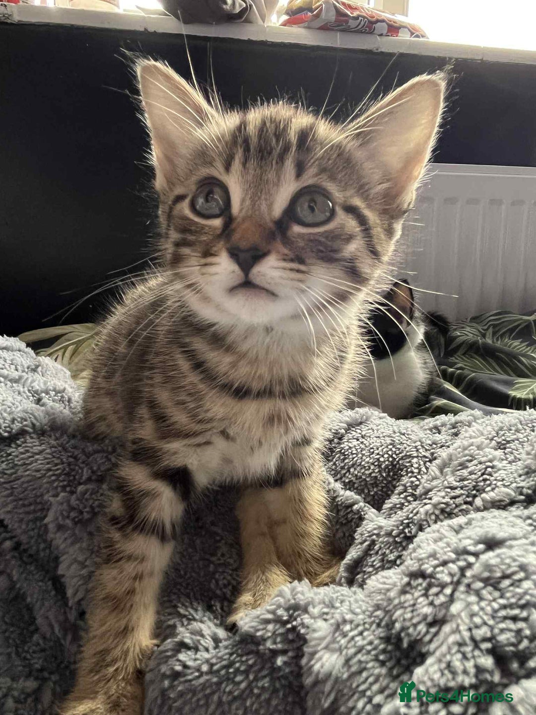 Mixed Breed cats for sale: Beautiful Kittens Looking for forever homes - Image 5