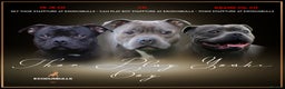 Staffordshire Bull Terrier dogs for stud: *THE UK'S TOP PRODUCING BLUE CHAMPION* in Faversham - Advert 2