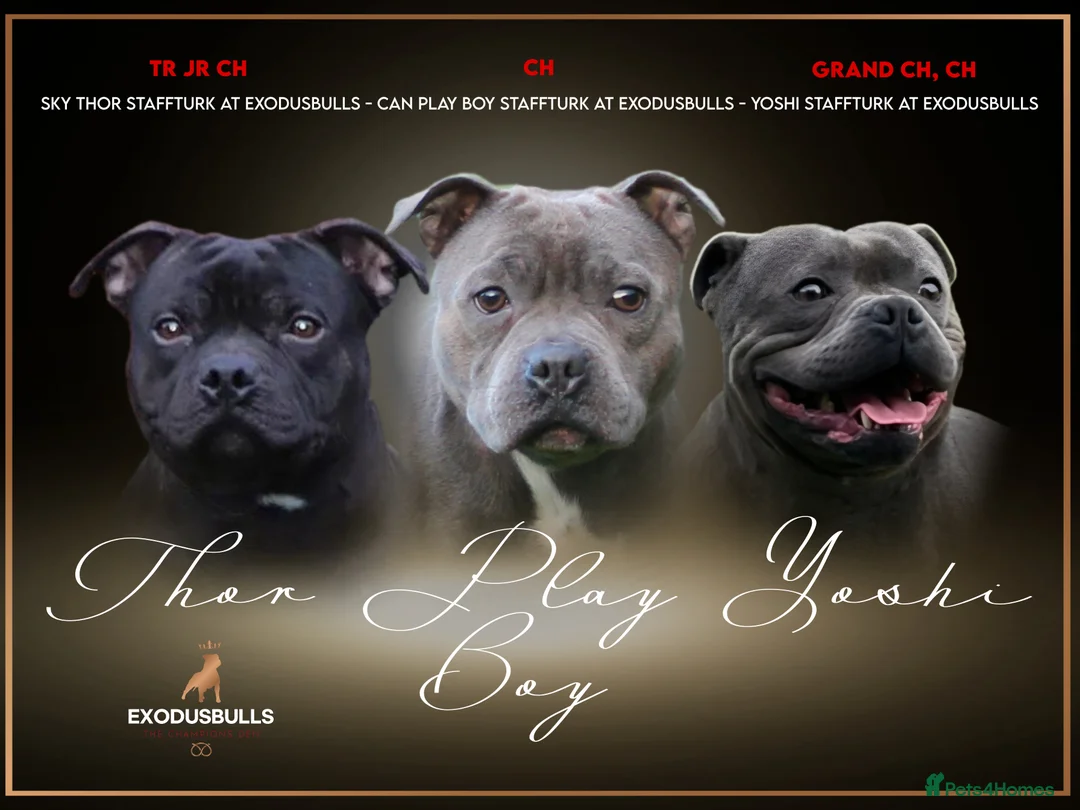 Staffordshire Bull Terrier dogs for stud: *THE UK'S TOP PRODUCING BLUE CHAMPION* in Faversham - Advert 2