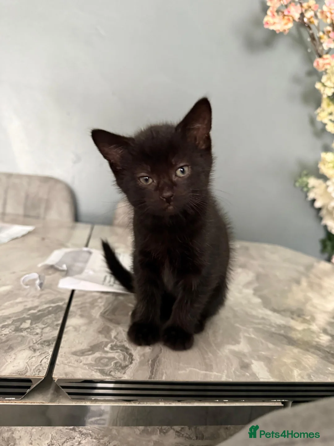 Maine Coon cats for sale: Maine coon x British shorthair  in Manchester - Advert 13