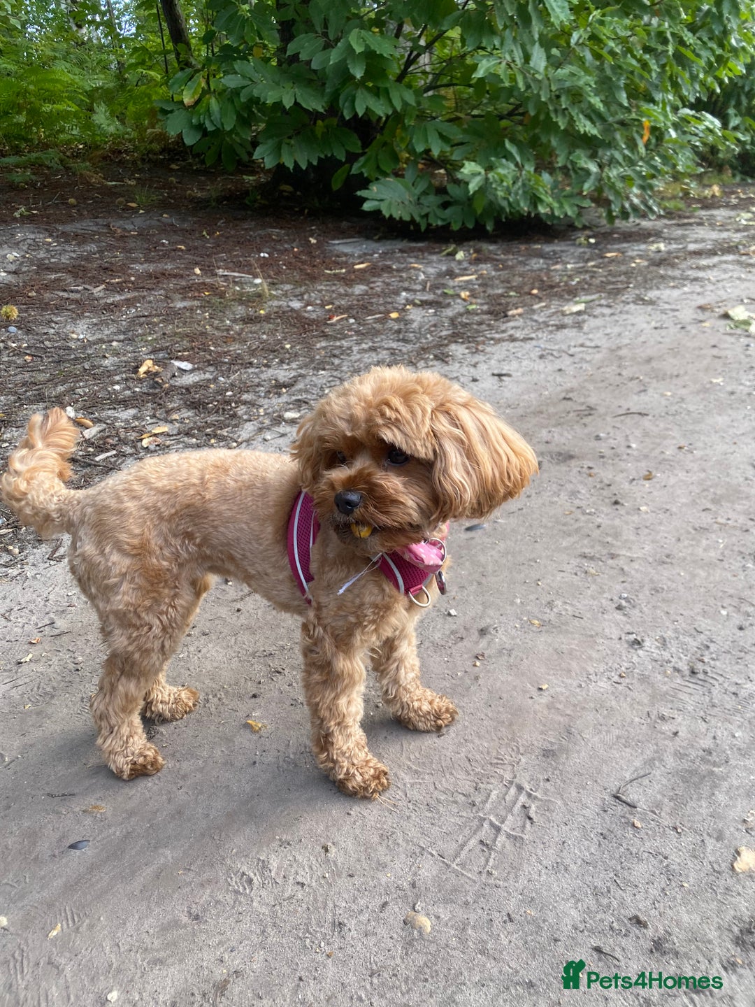 Cavapoo dogs for sale: F1B Toy Red Cavapoos for Sale - Advert 15
