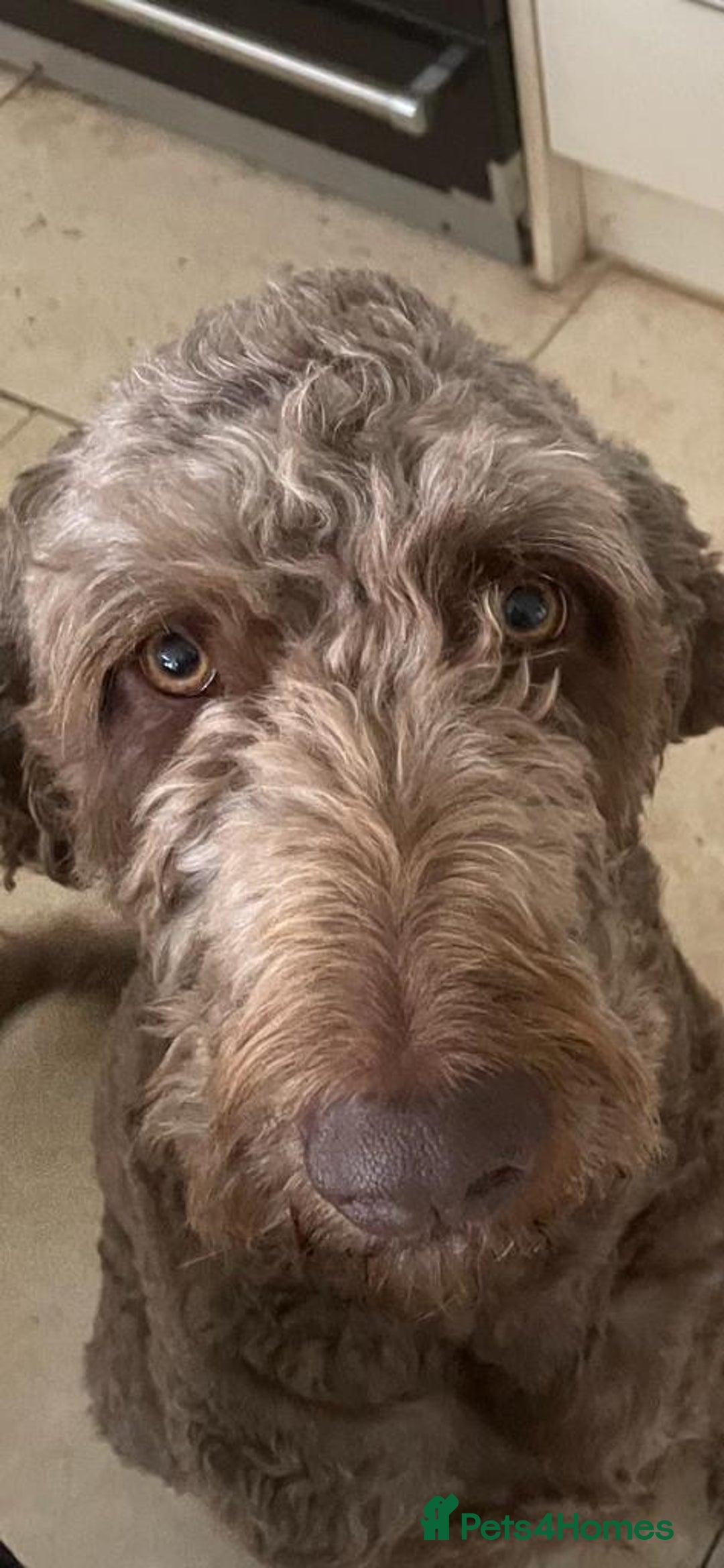 Goldendoodle dogs for stud: Our gorgeous boy Benji  in Northwich - Image 9