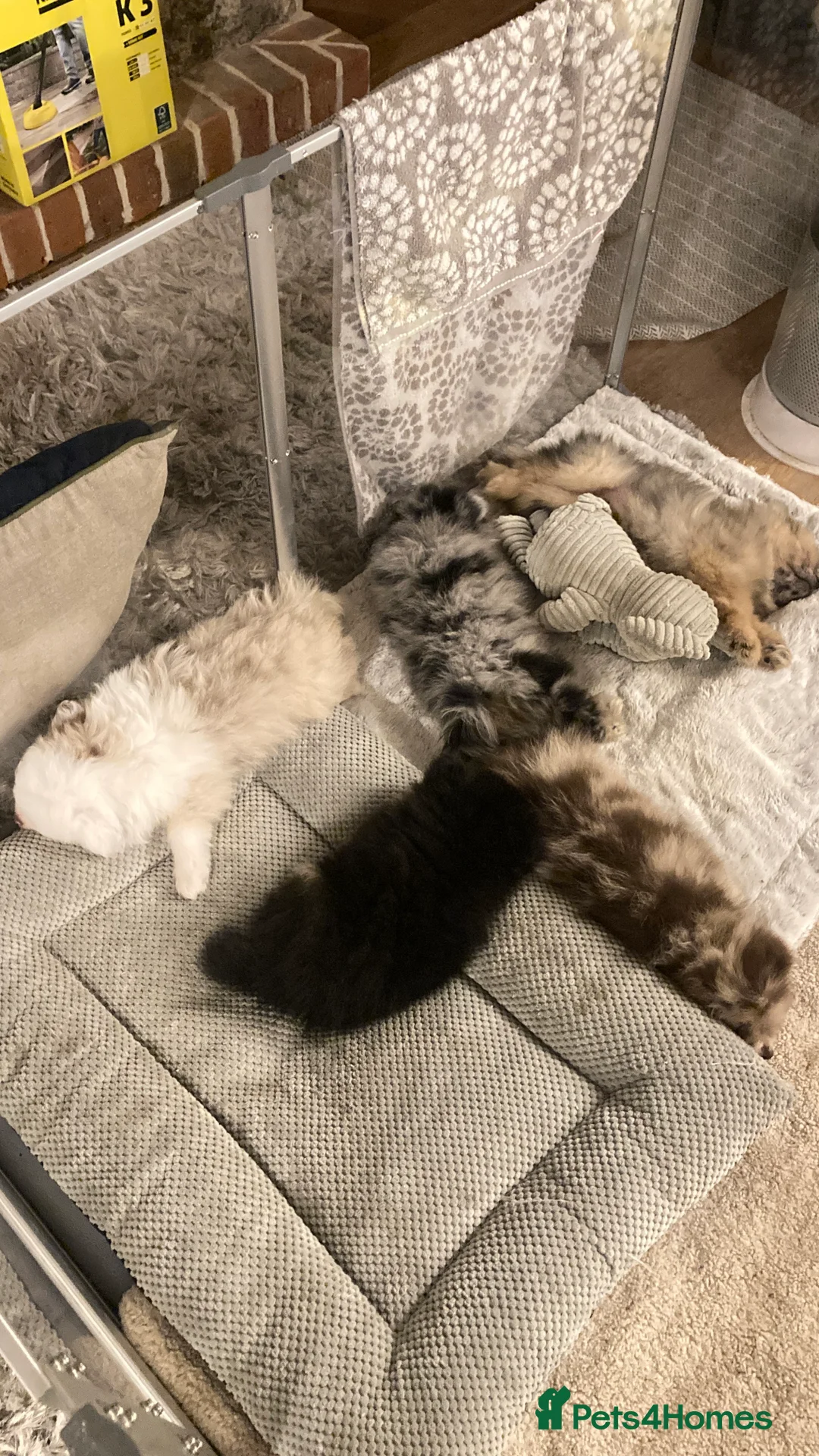 Pomeranian dogs for sale: Stunning litter of 6 Pomeranian Pups - Advert 6