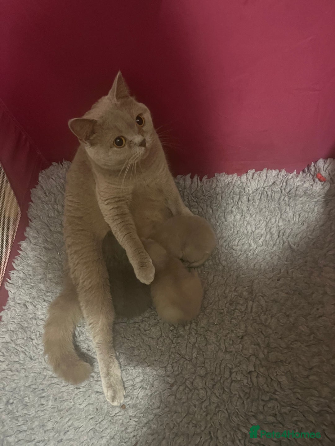 British Shorthair cats for sale: Gorgeous 4 week old health tested BSH - Advert 7