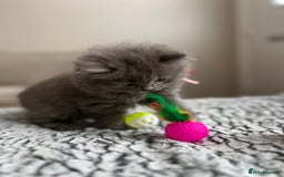 British Shorthair cats for sale: Beautiful British Shorthair Kittens - Image 16