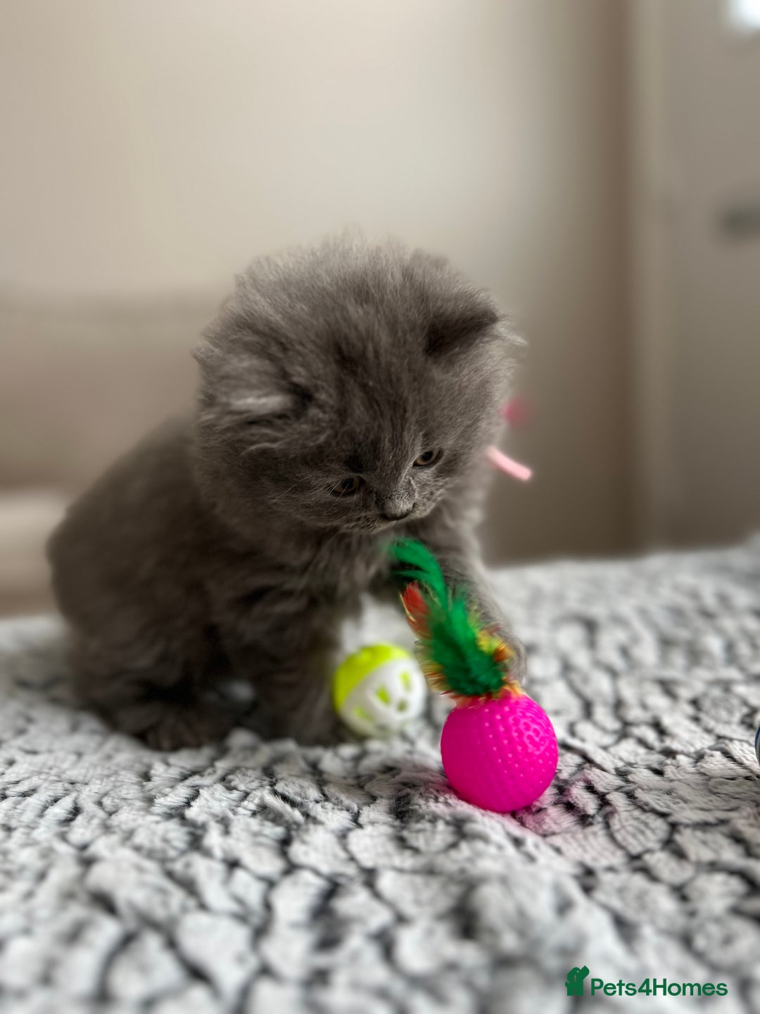British Shorthair cats for sale: Beautiful British Shorthair Kittens - Image 16