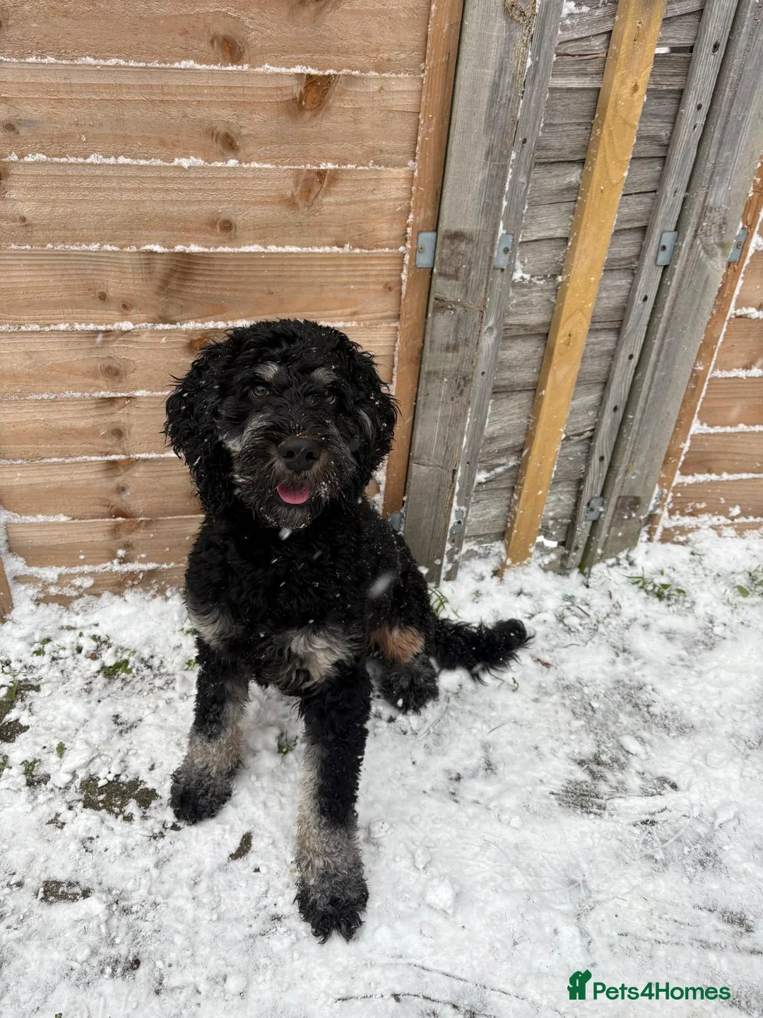 Cockapoo dogs for stud: Mr teddy in Great Yarmouth - Advert 1