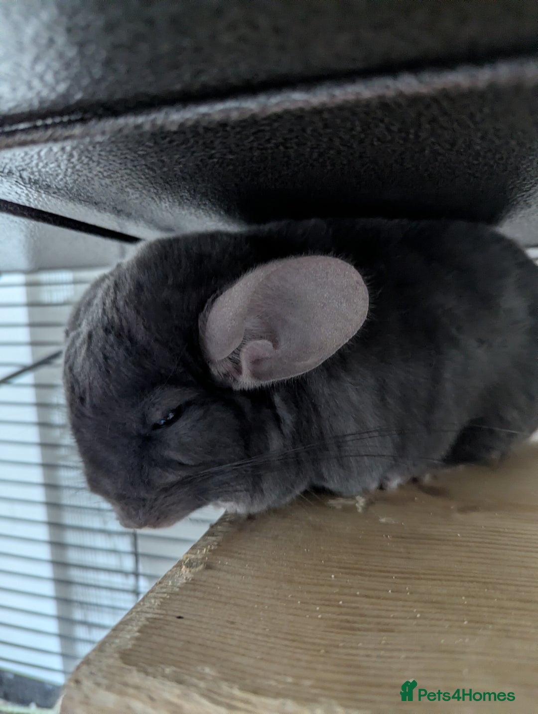 Chinchilla rodents for sale: Two male chinchillas and large cage  - Advert 4