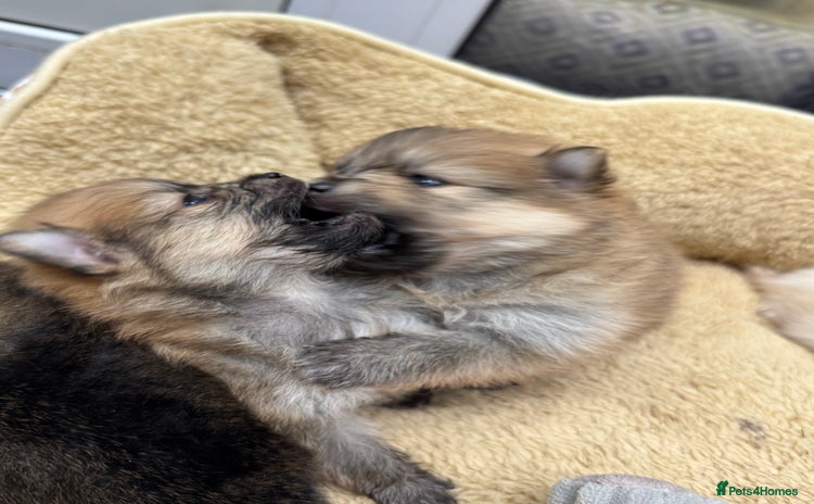 Pomeranian dogs - Advert 2