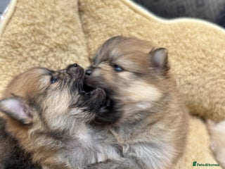 Pomeranian dogs - Advert 3