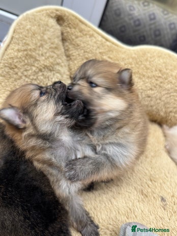 Pomeranian dogs - Advert 2