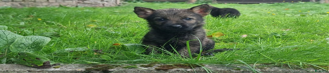 German Shepherd Puppy 2