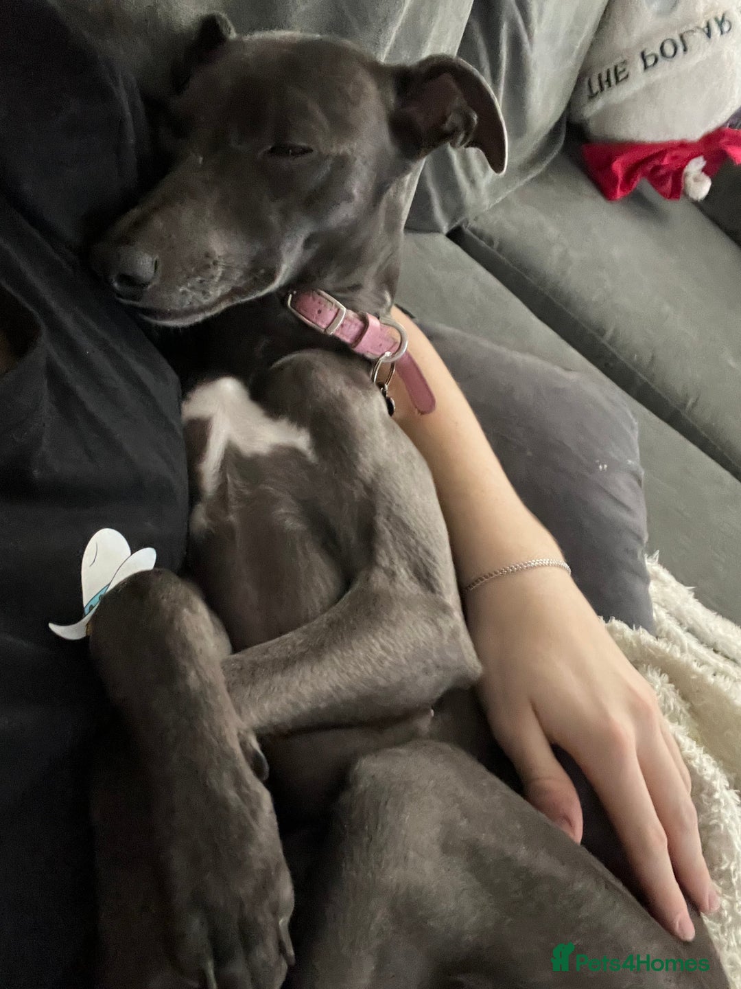 Whippet dogs for sale: Female Whippet - Advert 3