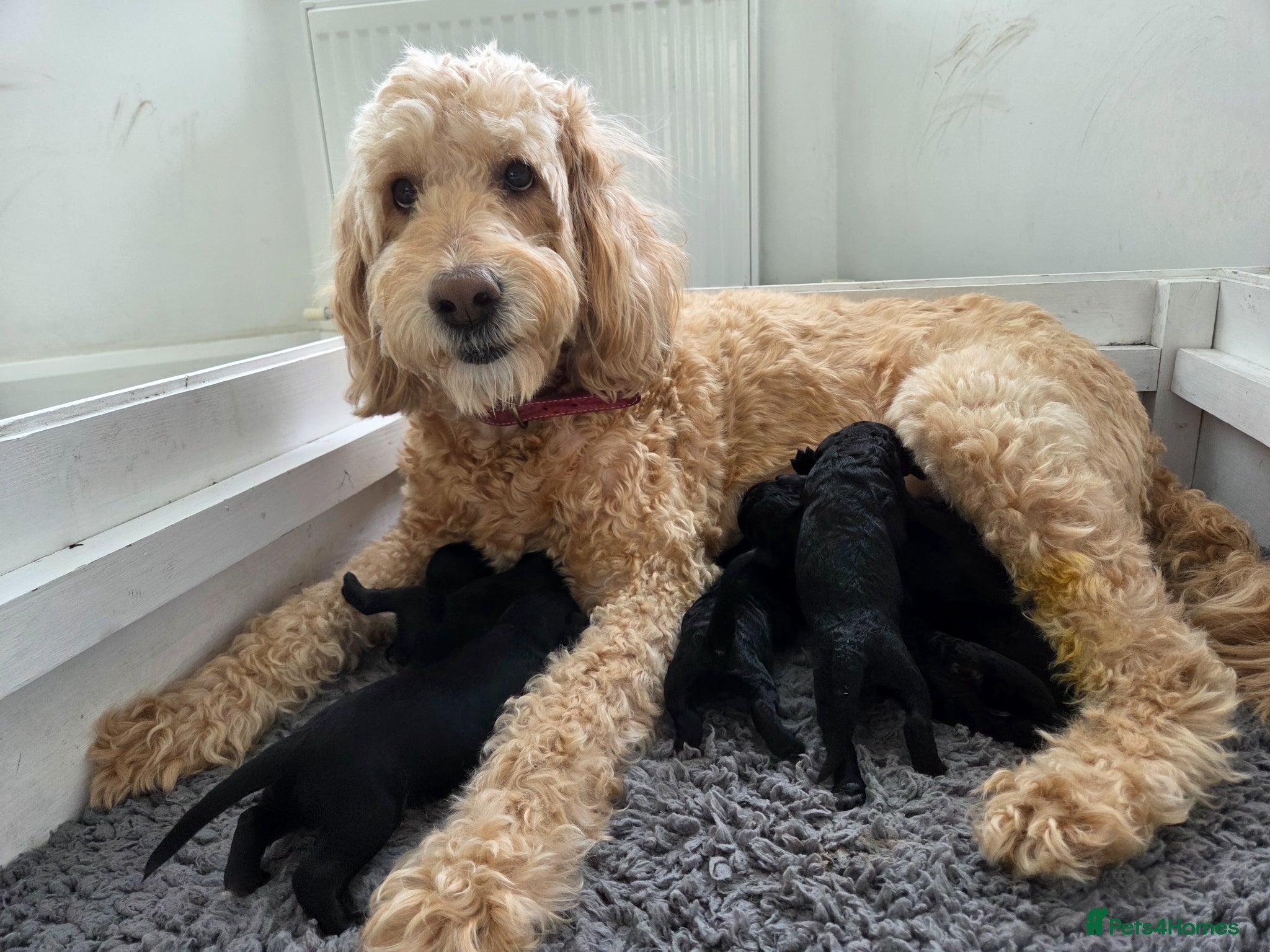 Labradoodle dogs Multigeneration australian type labradoodles  - Advert 2
