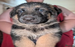 German Shepherd dogs for sale: German Shepard Puppies for Sale  - Image 16