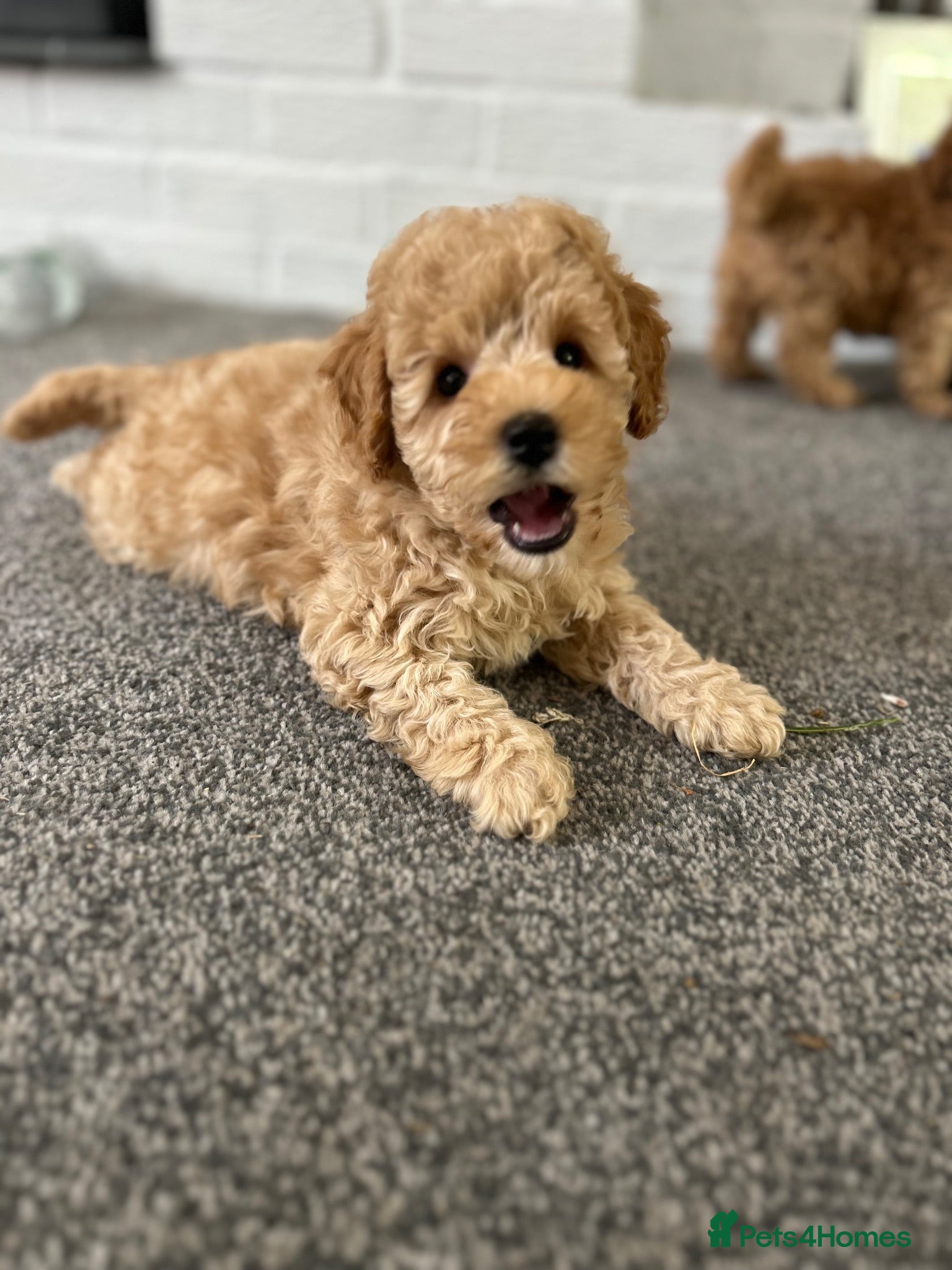 Toy Poodle dogs KC Toy Poodles  - Advert 2