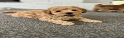 Toy Poodle dogs for sale: KC Toy Poodles Health Tested Parents - Advert 3