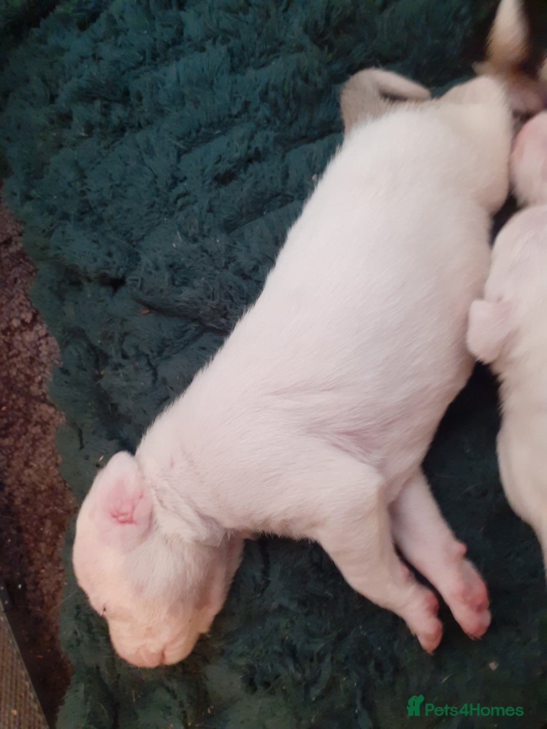 Mixed Breed dogs for sale: American Bulldog puppies - Image 6